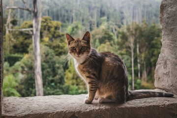 A cat sits on a stone ledge with a lush, green landscape in the background.