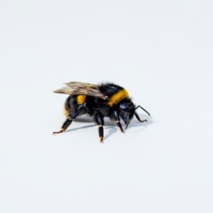 Closeup of a Bombus terrestris, the buff-tailed bumblebee or large earth bumblebee, feeding nectar...