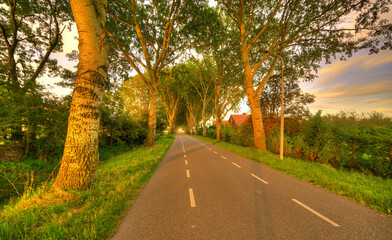 Honor guard of trees alongside a country road in The Netherlands.