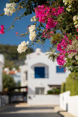 blossoms on the street