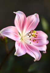 Fototapeta premium The elegant stamens show the natural beauty of pink and white