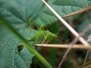 hopper cricket leaf in summer