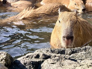 温泉カピバラ