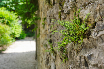 Closeup of a a small green fern on an old weathered natural stone wall in a garden in the Lot region in South France