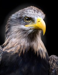 Obraz premium Eagle Intense Gaze. Close-up of an eagle