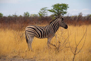 Zebras in Etosha National Park Namibia