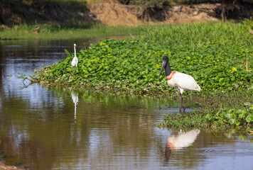Wild Jabiru Stork hunting in the wetlands of the Pantanal in Brazil