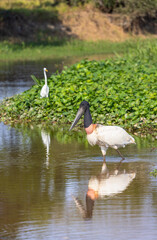 Wild Jabiru Stork with reflection in water hunting in the wetlands of the Pantanal in Brazil