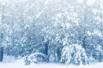 Landscape. Frozen winter forest with snow covered trees.