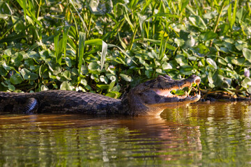 Wild Caiman with reflection in the Pantanal river in Brazil waiting for some prey