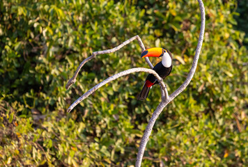 Colourful Toco Toucan (Ramphastos toco) resting in a tree in the Pantanal wetlands of Brazil © Reto Ammann