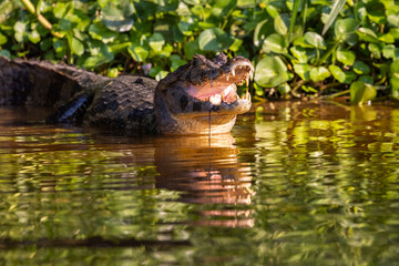 Wild Caiman with reflection in the Pantanal river in Brazil waiting for some prey