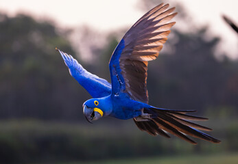A wild and beautiful blue Hyacinth Macaw in flight in the Pantanal of Brazil