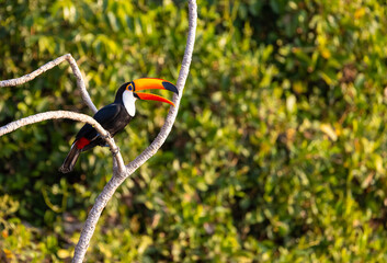 Colourful Toco Toucan (Ramphastos toco) resting in a tree in the Pantanal wetlands of Brazil