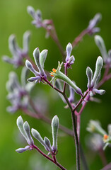 Purple and green Australian native Landscape Lilac Kangaroo Paw flowers, Anigozanthos flavidus, family Haemodoraceae. Clumping drought tolerant perennial bird attracting plant.