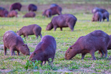 Herd of Capybara grazing in the wetland of the Pantanal of Brazil