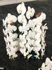 お祝い華