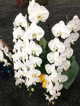 祝いの華