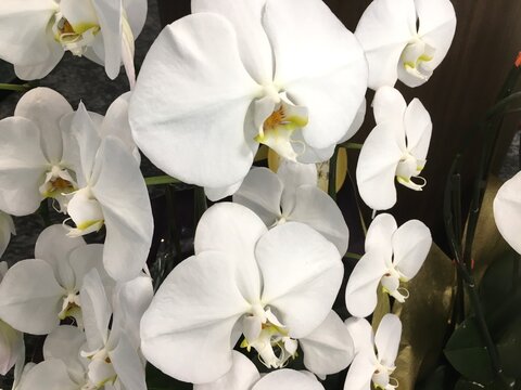 白い蘭の華