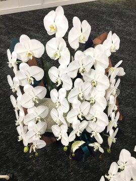 お祝い華