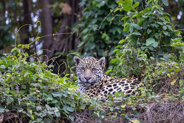 Jaguar resting at the river in the Pantanal wetlands in Brazil