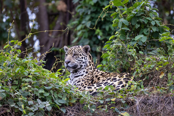 Jaguar resting at the river in the Pantanal wetlands in Brazil