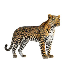 Naklejka premium Leopard Stands Alert, Isolated on PNG Transparent Background