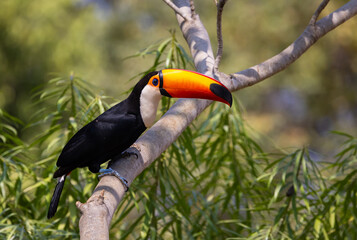 Colourful Toco Toucan (Ramphastos toco) resting in a tree in the Pantanal wetlands of Brazil