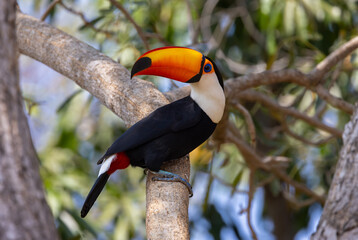 Colourful Toco Toucan (Ramphastos toco) resting in a tree in the Pantanal wetlands of Brazil