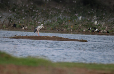 Generated IThe beautiful Asian openbill standing on a small , muddy island in a shallow body of water. The background is blurred and dense growth of vegetation and large flock of other water birds.