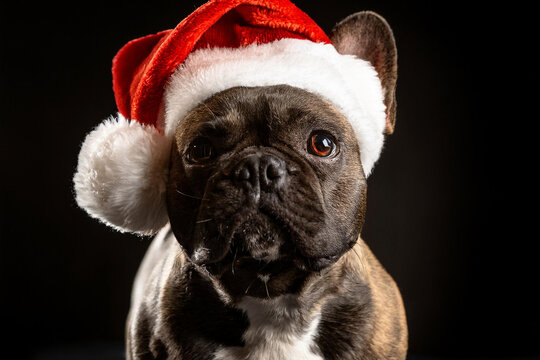 Perro buldog franc&eacute;s parado mirando la c&aacute;mara con sombrero de papa Noel y anteojos de sol