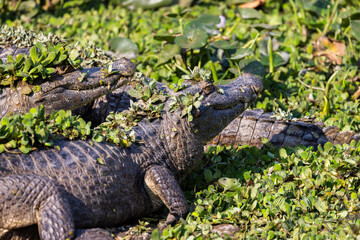 Wild Caiman with camouflage in a swamp in the Pantanal river in Brazil waiting for some prey