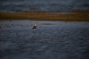 The beautiful wood sandpiper standing in shallow water. It has long leg , thin beak. The background...