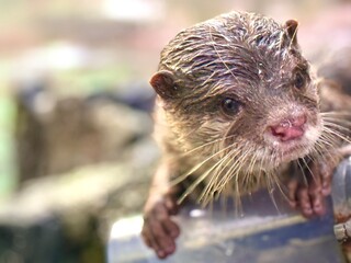 人懐っこいコツメカワウソ