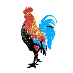 rooster isolated on white background