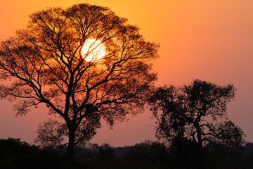 Romantic sunset with tree silhuette in the Pantanal wetlands of Brazil