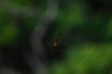 A large, brightly colored spider sits at the center of a large, intricate web. Th spider has a black and yellow striped body with a white and black spotted abdomen. Th web is in trees in forest.