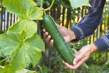 Growing cucumber.  A large ripe cucumber grows in open ground in the garden. A man's hands take a...