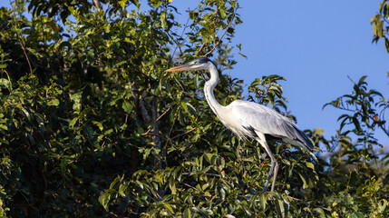 Cocoi Heron hunting for fish in a swamp of the Pantanal river of Brazil