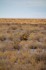 Lions in Etosha National Park Namibia