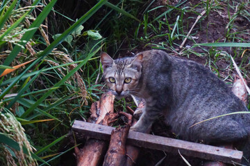 A Watchful Tabby Cat Hidden Amongst Rural Vegetation