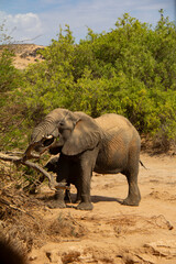 Obraz premium Adult and Baby Elephants in Namibia