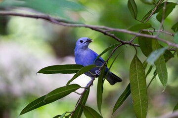 A vibrant lilac roller, a colourful bird with a blue beak perches on a green branch