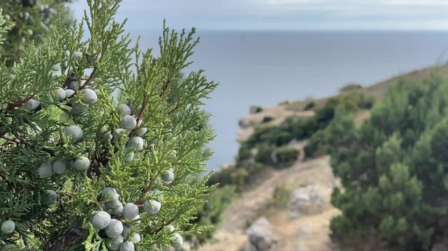 Juniperus excelsa with blue berries, Greek juniper, evergreen branch of a tree, bright close-up view of the sea.