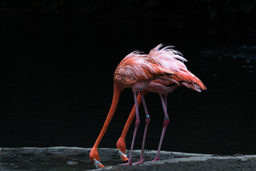 Pink flamingos stand gracefully in a tropical lake, their vibrant plumage contrasting with the serene water