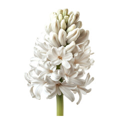 White Hyacinth Flower Blooming Isolated Black Background