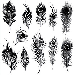 Elegant black peacock feather patterns showcasing intricate designs and shapes