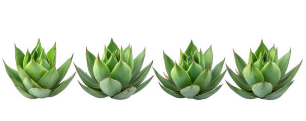 Four Green Succulents Arranged In A Row, on transparent background , png