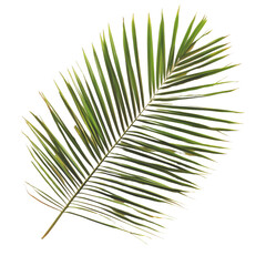 Obraz premium Single Palm Leaf Isolated on PNG Transparent Background