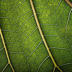 background natural texture green foliage, leaf macro structure